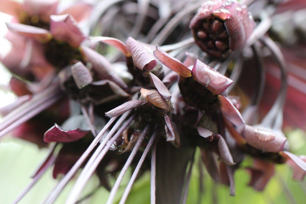 Tacca chantrieri André